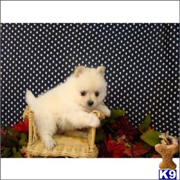 Pomeranian Puppies in FL